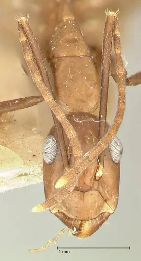 Camponotus maculatus - FOCOL2406