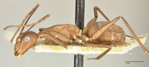 Camponotus maculatus - FOCOL2406