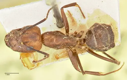 Camponotus maculatus - FOCOL2407