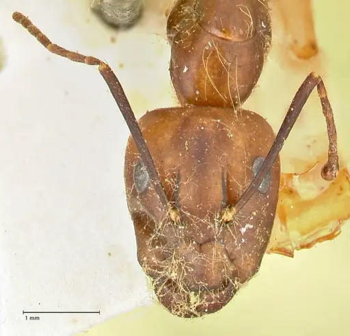 Camponotus maculatus - FOCOL2407
