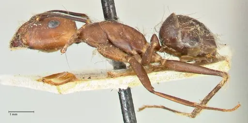 Camponotus maculatus - FOCOL2407