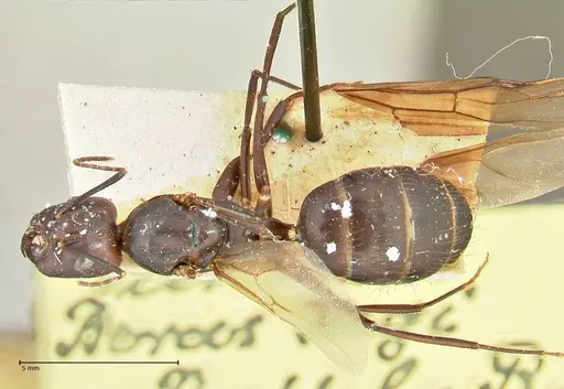 Camponotus maculatus - FOCOL2408