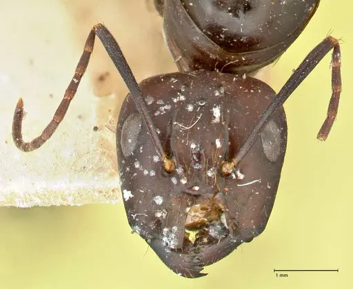 Camponotus maculatus - FOCOL2408
