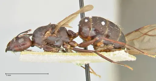 Camponotus maculatus - FOCOL2408