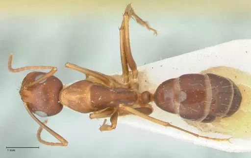 Camponotus maculatus - FOCOL2438