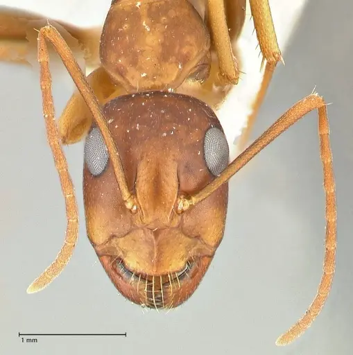 Camponotus maculatus - FOCOL2438
