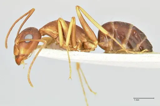 Camponotus maculatus - FOCOL2438