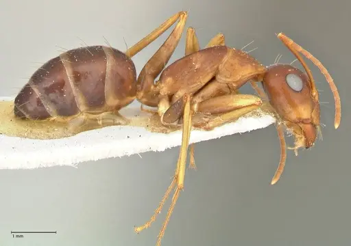 Camponotus maculatus - FOCOL2438