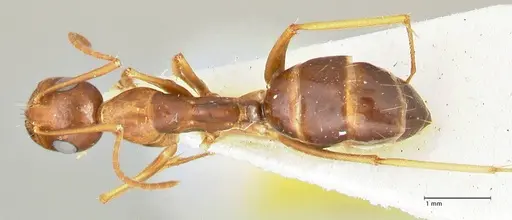 Camponotus maculatus - FOCOL2439