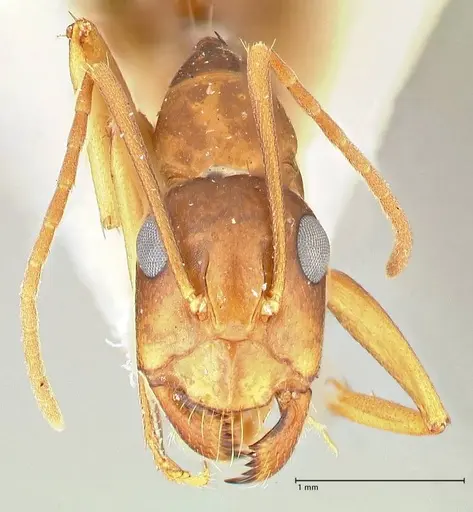 Camponotus maculatus - FOCOL2439