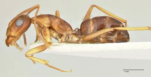 Camponotus maculatus - FOCOL2439