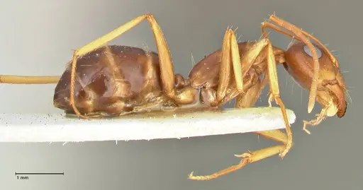 Camponotus maculatus - FOCOL2439