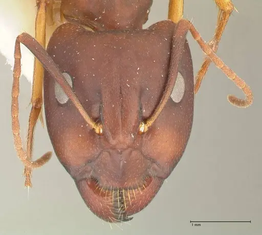 Camponotus maculatus - FOCOL2440