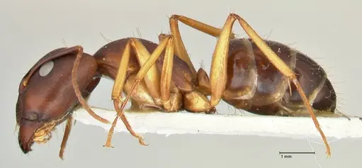 Camponotus maculatus - FOCOL2440