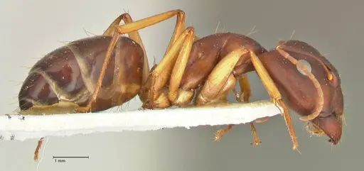 Camponotus maculatus - FOCOL2440