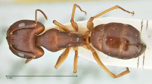 Camponotus maculatus - FOCOL2441