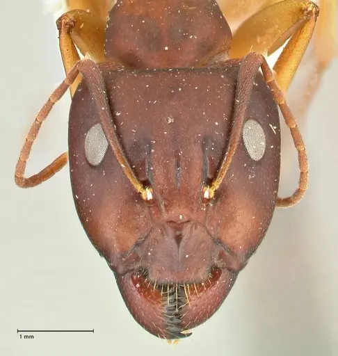 Camponotus maculatus - FOCOL2441