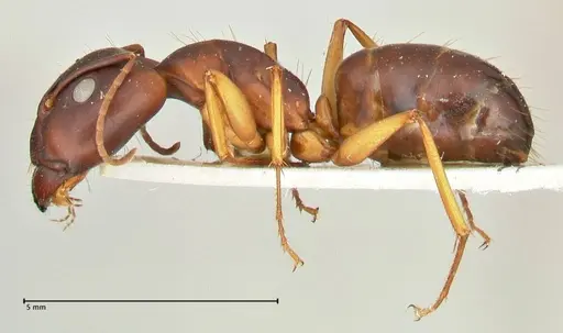Camponotus maculatus - FOCOL2441