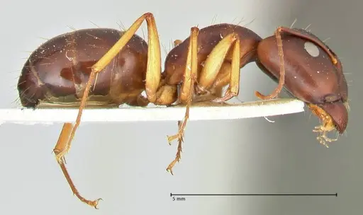 Camponotus maculatus - FOCOL2441