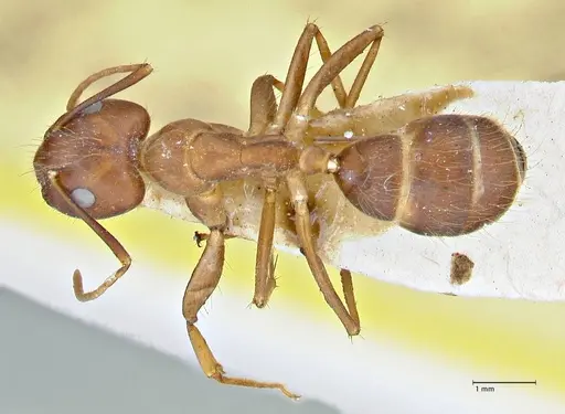 Camponotus maculatus - FOCOL2907