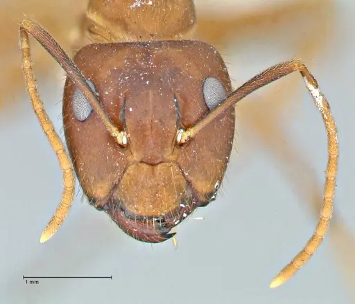 Camponotus maculatus - FOCOL2907
