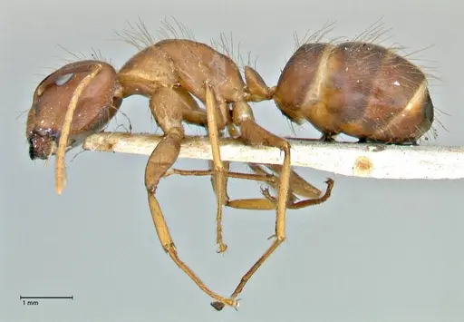 Camponotus maculatus - FOCOL2907