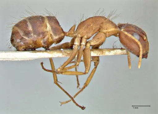 Camponotus maculatus - FOCOL2907