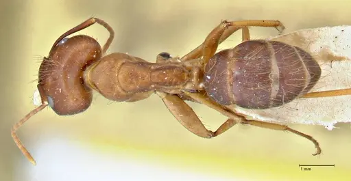 Camponotus maculatus - FOCOL2908