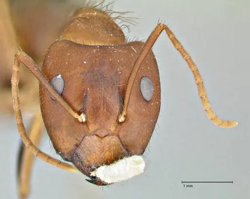 Camponotus maculatus - FOCOL2908