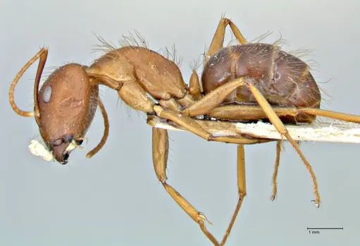 Camponotus maculatus - FOCOL2908
