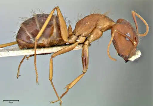 Camponotus maculatus - FOCOL2908