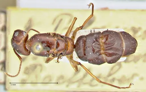 Camponotus maculatus - FOCOL2909