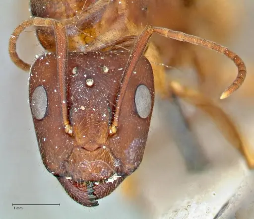 Camponotus maculatus - FOCOL2909