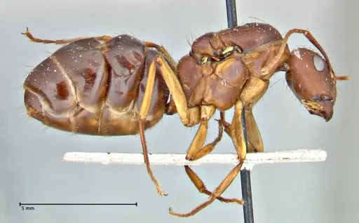 Camponotus maculatus - FOCOL2909