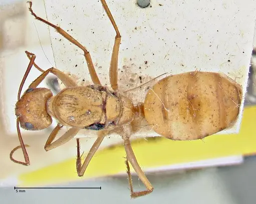 Camponotus maculatus - FOCOL2945