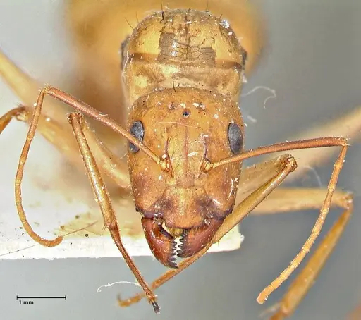 Camponotus maculatus - FOCOL2945