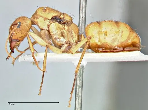 Camponotus maculatus - FOCOL2945