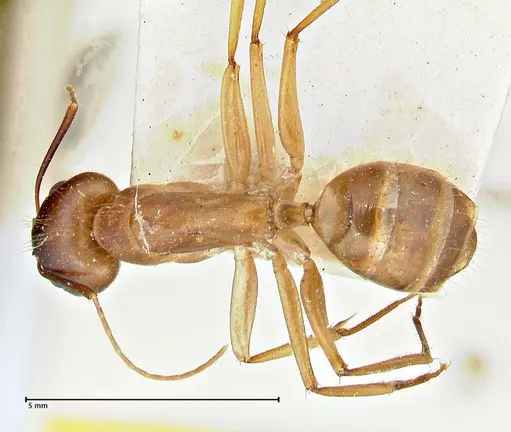 Camponotus maculatus - FOCOL2946