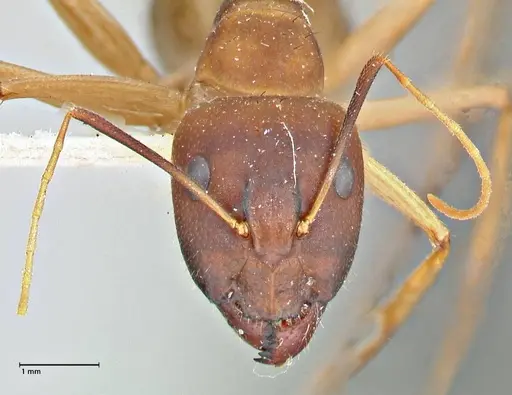 Camponotus maculatus - FOCOL2946
