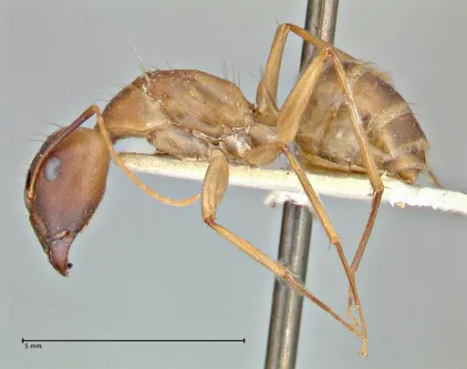 Camponotus maculatus - FOCOL2946