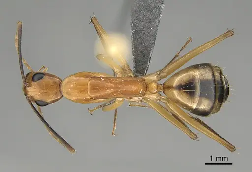 Camponotus maculatus - KG05098
