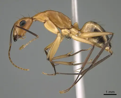 Camponotus maculatus - KG05098
