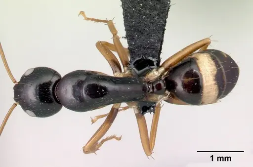 Camponotus maculiventris specimen