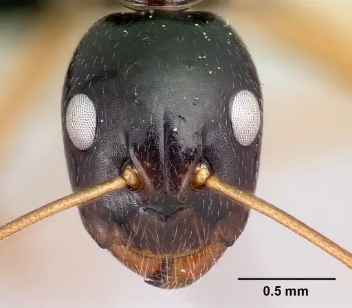 Camponotus maculiventris specimen