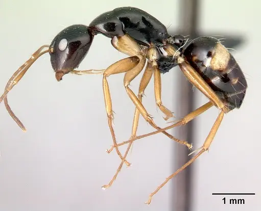 Camponotus maculiventris specimen