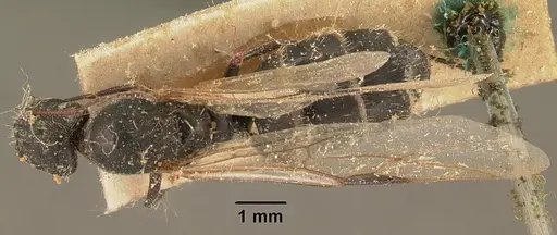Camponotus madagascarensis specimen