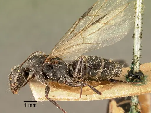 Camponotus madagascarensis specimen