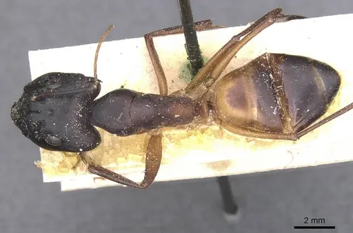 Camponotus magister specimen