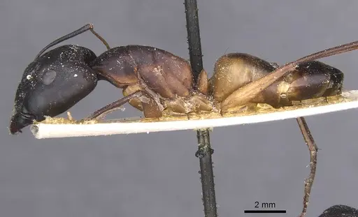 Camponotus magister specimen