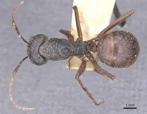 Camponotus maguassa specimen